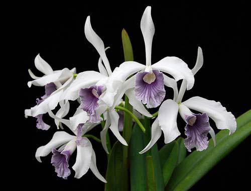 Laelia purpurata werkhauseri x sib