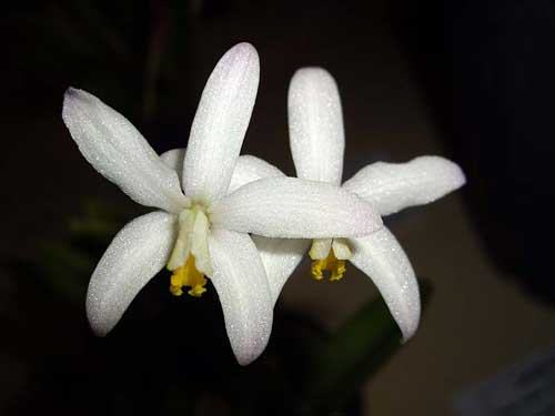 Laelia reginae