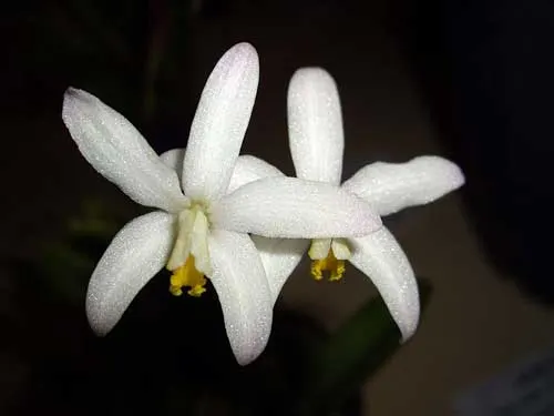 Laelia reginae