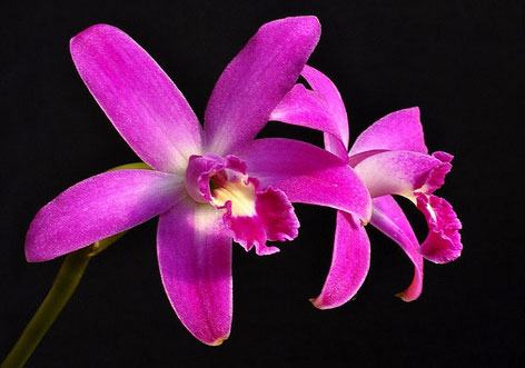 Laelia rupestris