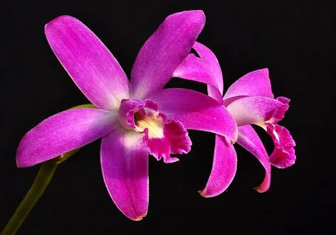 Laelia rupestris
