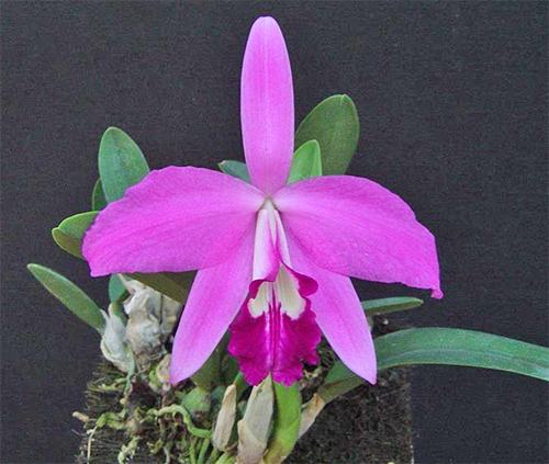 Laelia sincorana