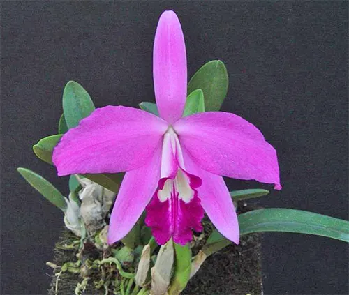 Laelia sincorana
