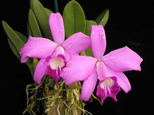 Laelia sincorana