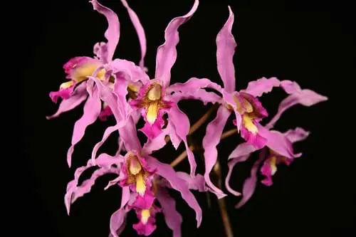 Laelia superbiens