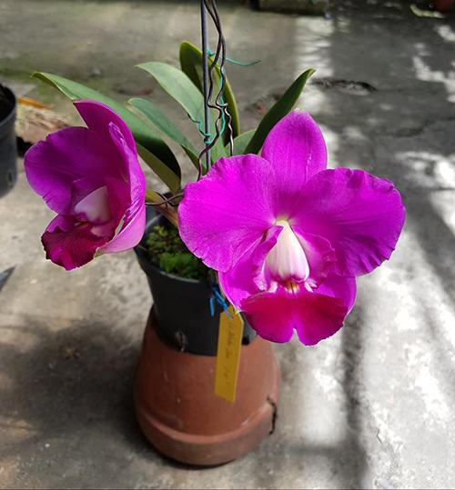 Laeliocattleya Aloha Case 'Ching Hua' (Lc. Mini Purple x C.walkeriana)