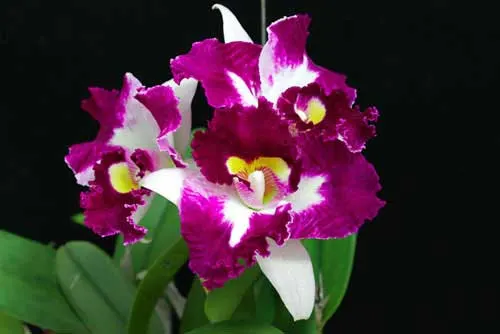 Laeliocattleya Chan Hsiu Jewel \'San Mei\'