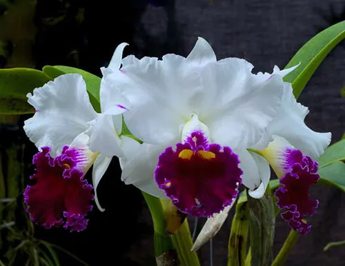 Laeliocattleya Chyong Guu Swan 'Ruby Lip'