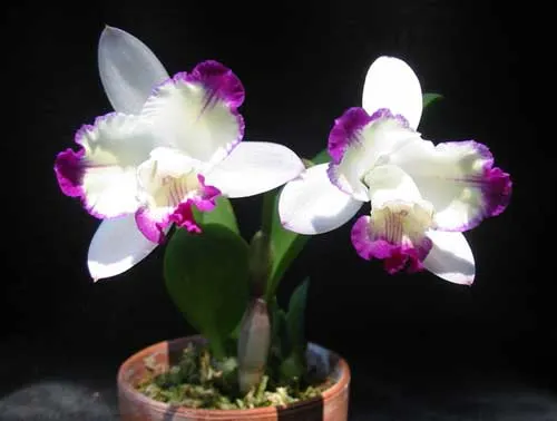Laeliocattleya Hwa Yuan Angel 'Little Beauty'