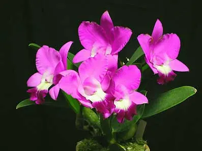 Laeliocattleya Love Knot 'Sato'