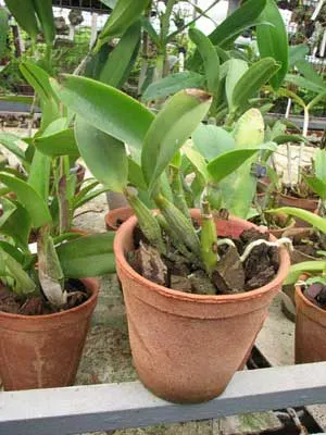 Laeliocattleya Love Knot 'Sato'