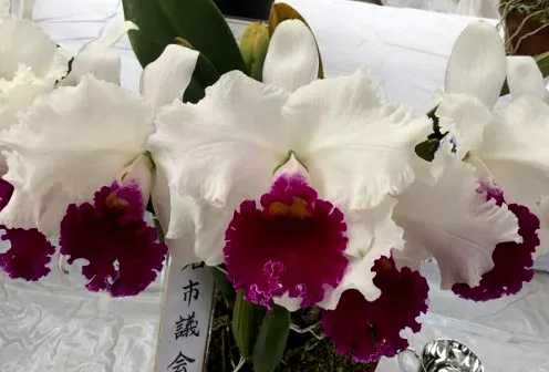 Laeliocattleya Melody Fair 'Carol'