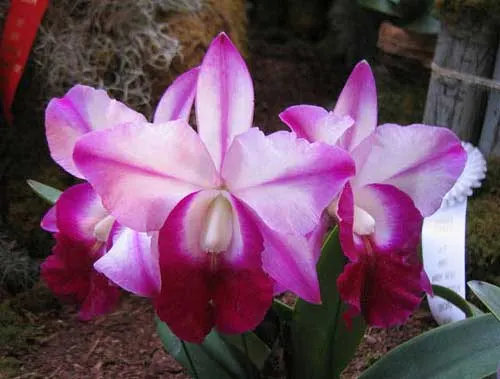 Laeliocattleya Mem Robert Strait 'Islander Delight'