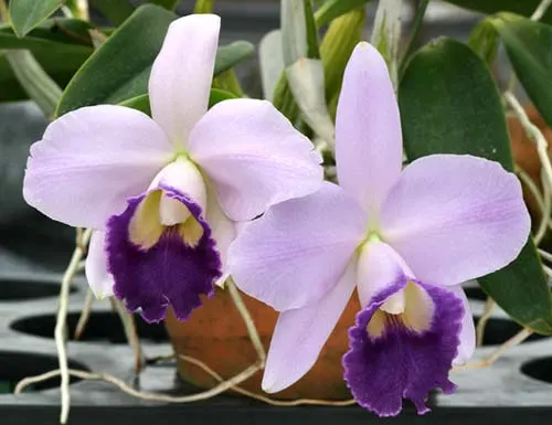 Laeliocattleya Mini Purple 'Blue Queen'