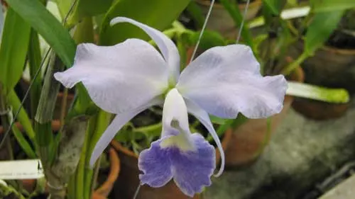 Laeliocattleya Mini Purple х Brassolaeliocattleya Lois Mcneil 'Ace'