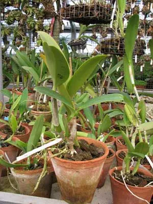 Laeliocattleya Mini Purple х Brassolaeliocattleya Lois Mcneil 'Ace'