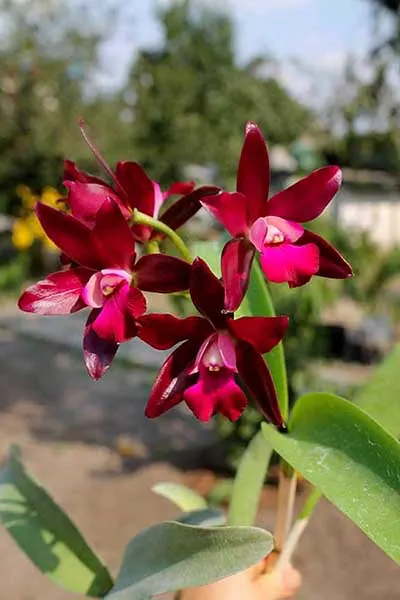 Laeliocattleya Sagarik Wax