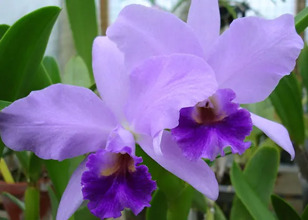 Laeliocattleya Sierra Skies 'Leone' (Lc. Parysatis x C. mossiae)