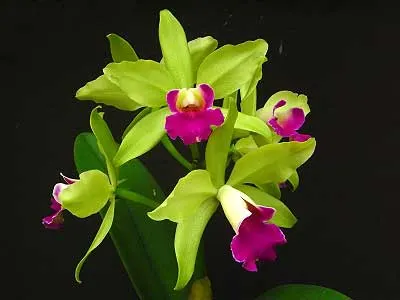 Laeliocattleya Star Garden