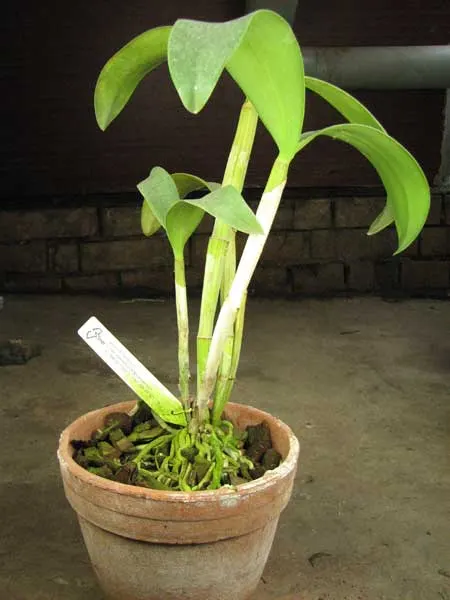 Laeliocattleya Star Garden