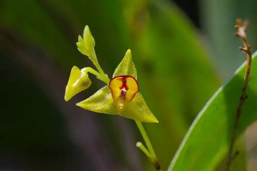 Lepanthes juninensis