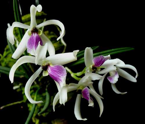 Leptotes bicolor