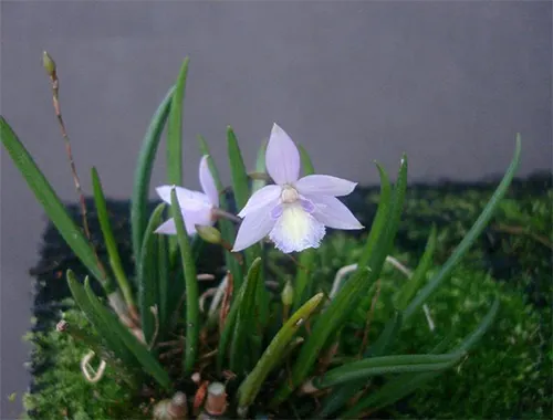 Leptotes tenuis