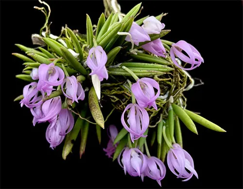 Leptotes unicolor