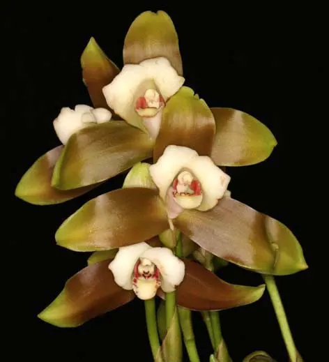 Lycaste macrophylla