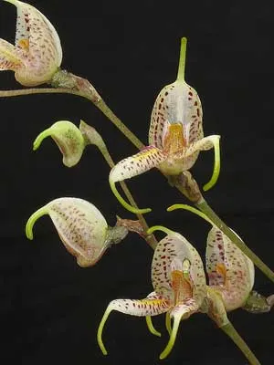 Masdevallia amanda