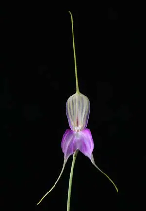 Masdevallia antonii