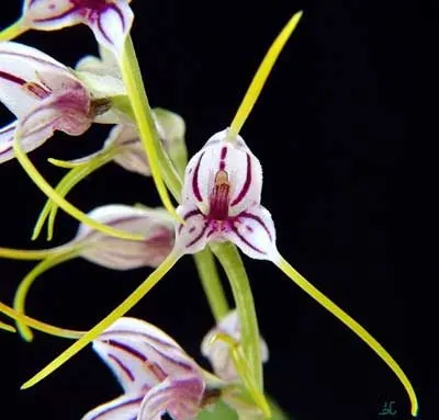 Masdevallia caloptera
