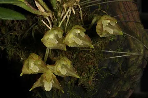 Masdevallia campyloglossa