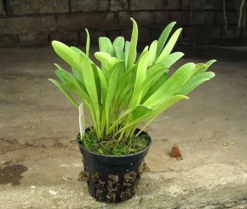 Masdevallia campyloglossa