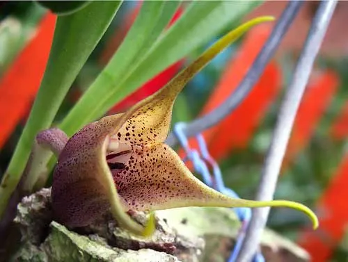Masdevallia civilis
