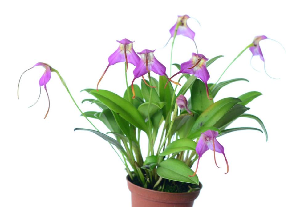 Masdevallia cyclotega