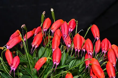 Masdevallia lucernula