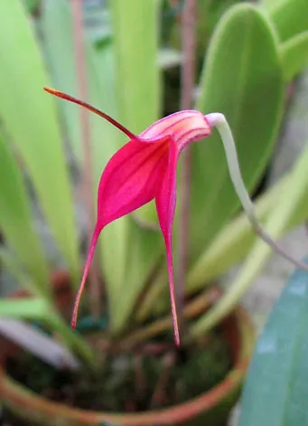 Masdevallia barleana