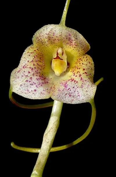 Masdevallia pandurilabia