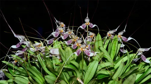 Masdevallia picturata