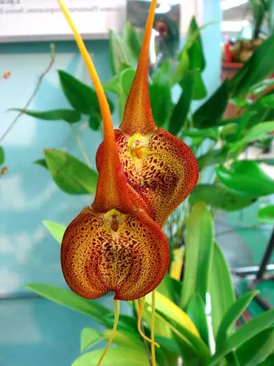Masdevallia princeps