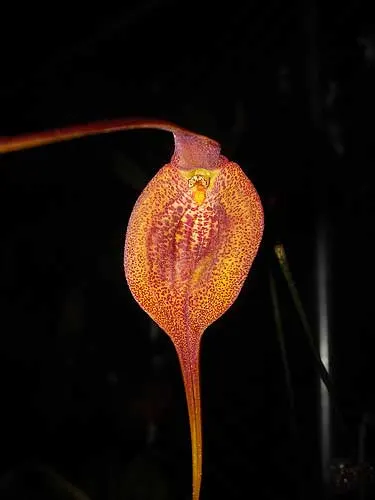 Masdevallia regina