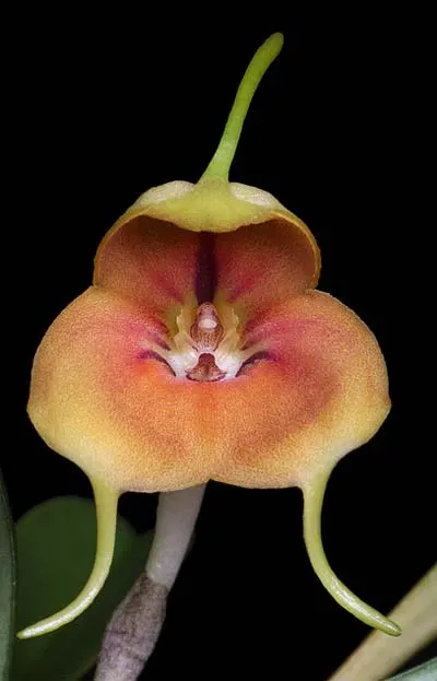 Masdevallia rodolfoi