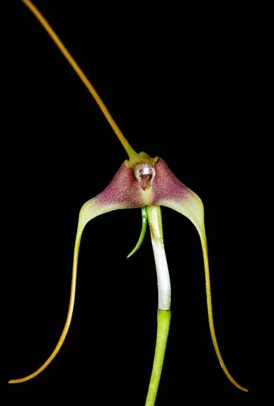 Masdevallia royii