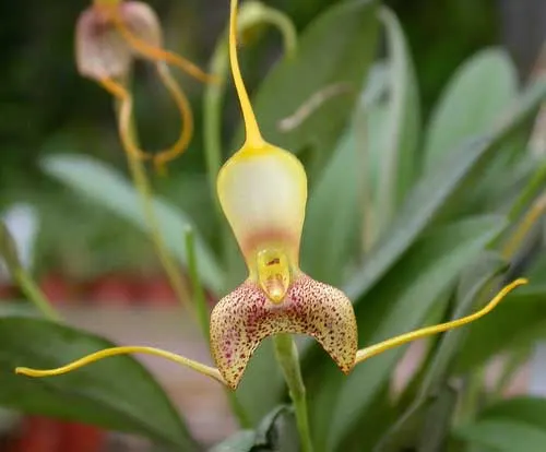 Masdevallia ruizii