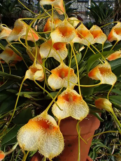 Masdevallia strobelii