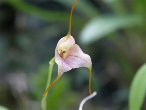 Masdevallia terborchii