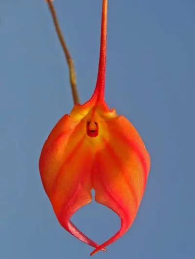 Masdevallia venusta
