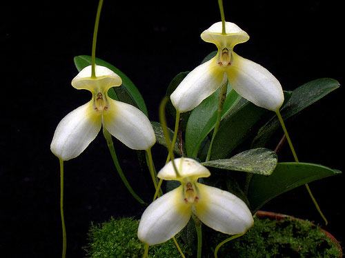 Masdevallia xanthina