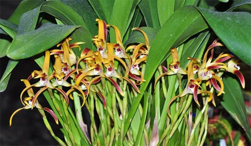 Maxillaria callichroma